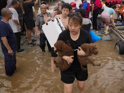 A woman carries her pet dogs as residents are evacuated on rubber boats through floodwaters in Zhuozhou in northern China's Hebei province, south of Beijing, Wednesday, Aug. 2, 2023. China's capital has recorded its heaviest rainfall in at least 140 years over the past few days. Among the hardest hit …