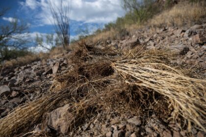 Dried buffelgrass, an invasive species that leads to faster growing wildfires, is seen on the side of a hill near a trail in Tucson, Arizona
