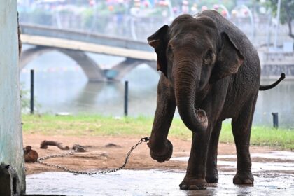 A pair of elephants with leg shackles at the Hanoi Zoo has sparked outrage from animal lovers in Vietnam